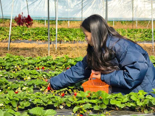 哇塞！蔡甸草莓采摘季開啟超全攻略速看→(圖1)