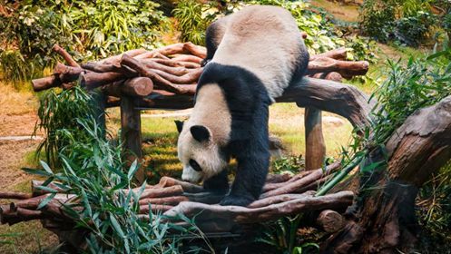 香港新春親子游遛娃攻略請查收！(圖7)